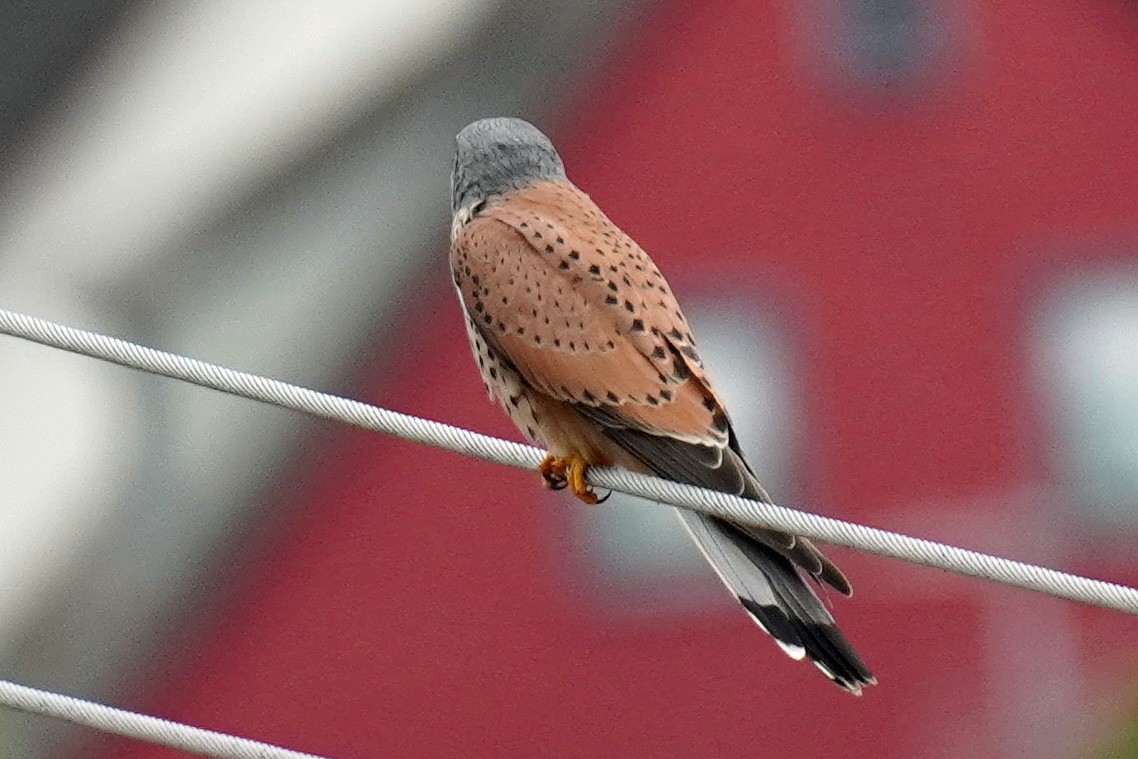 Eurasian Kestrel - Susan Iannucci