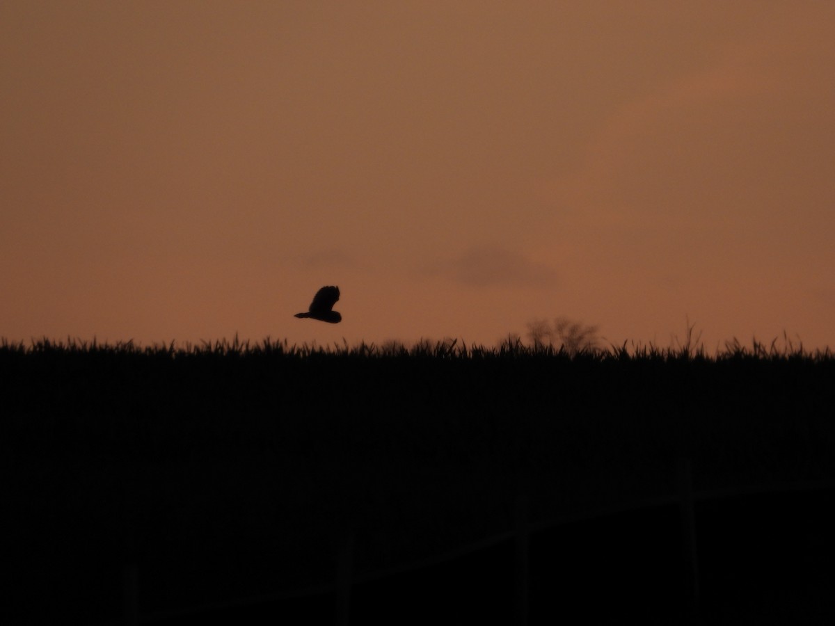 Short-eared Owl - ML617808758