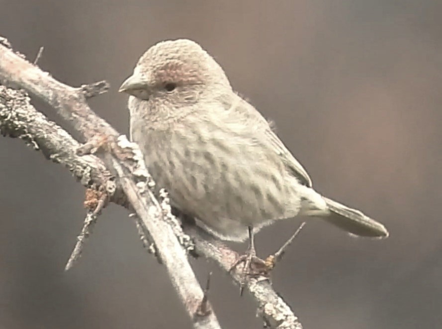 tanımsız Fringillidae sp. - ML617808773