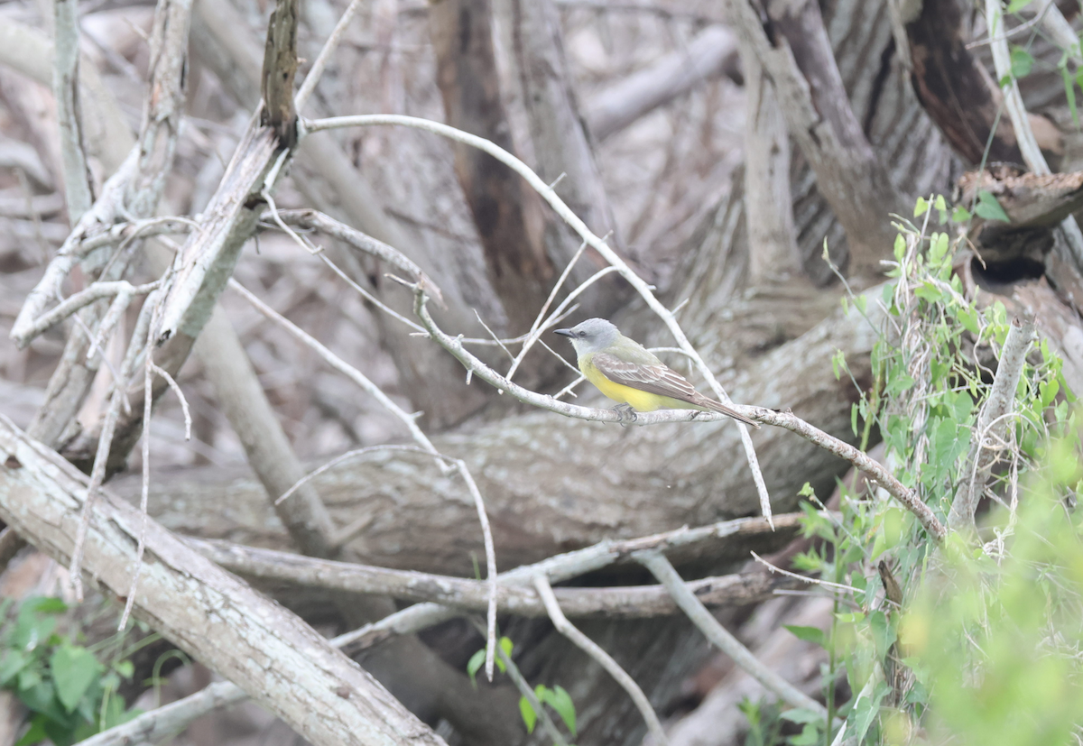 Western Kingbird - ML617808793