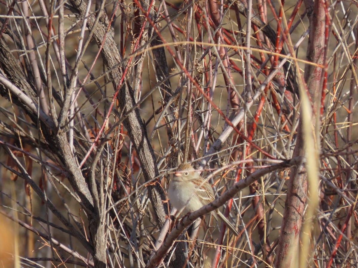 Field Sparrow - Scott Shaum