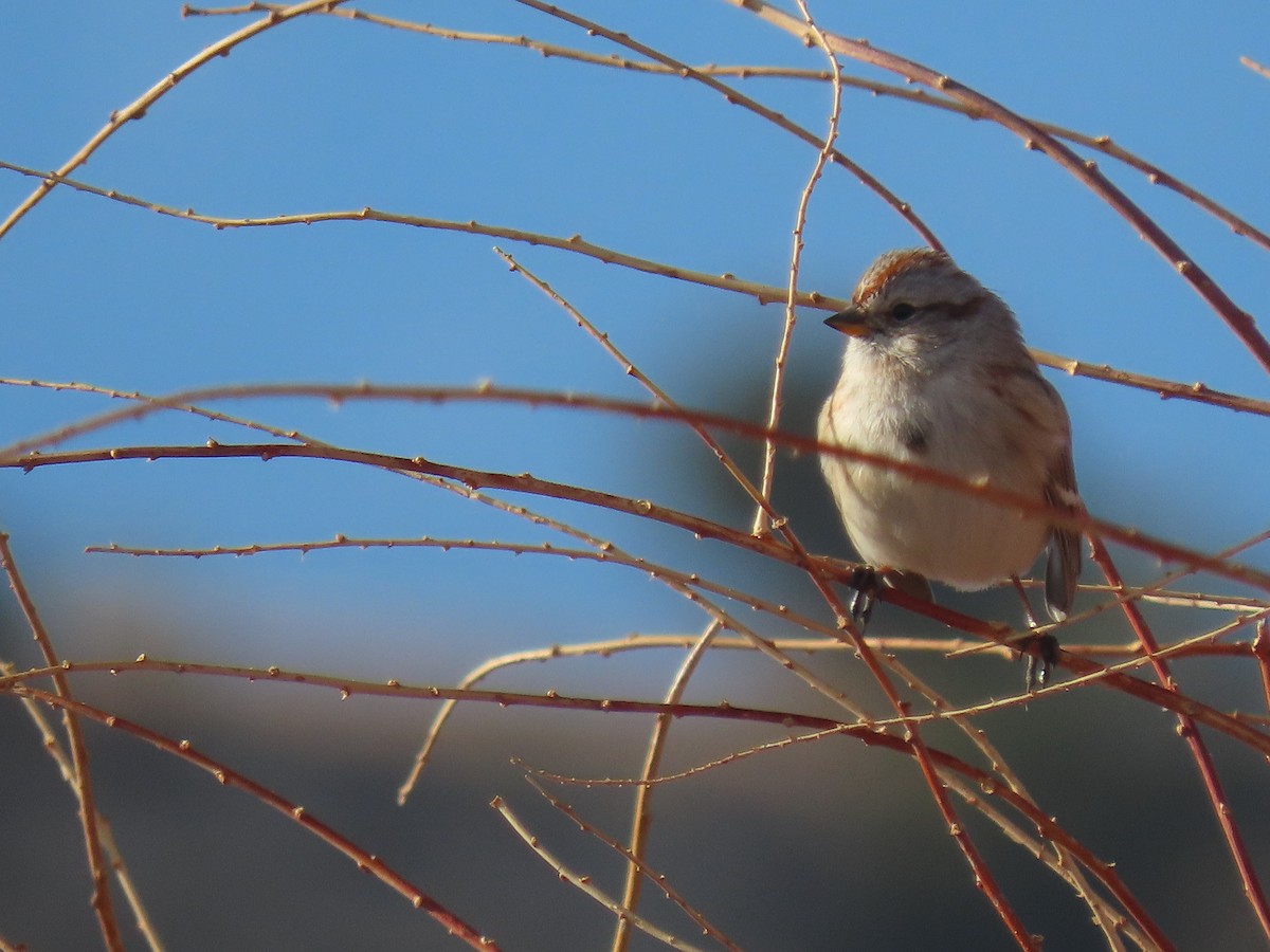 American Tree Sparrow - Scott Shaum