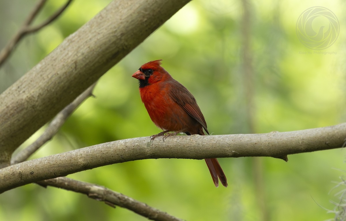 Northern Cardinal - Optik Birb