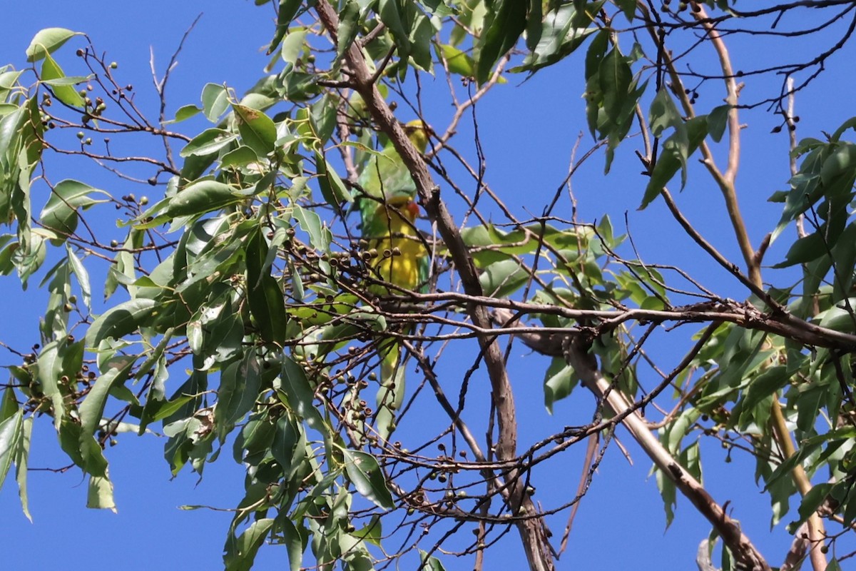 Olive-headed Lorikeet - ML617808870