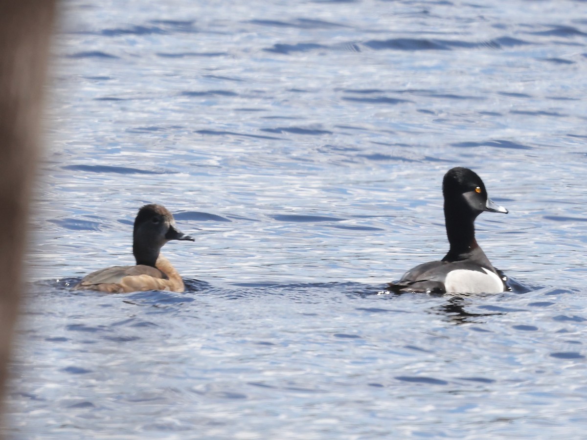 Ring-necked Duck - ML617808929