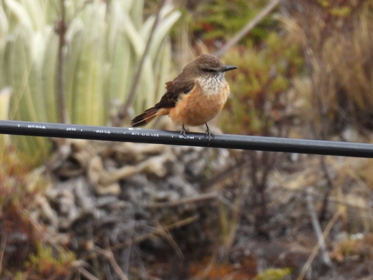 Streak-throated Bush-Tyrant - ML617808952