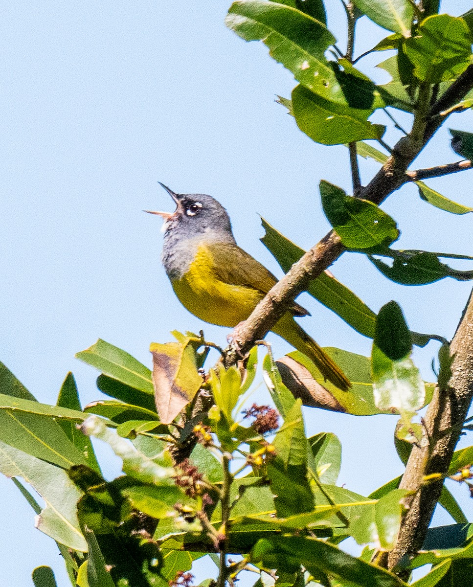 MacGillivray's Warbler - Michael  Hingerty