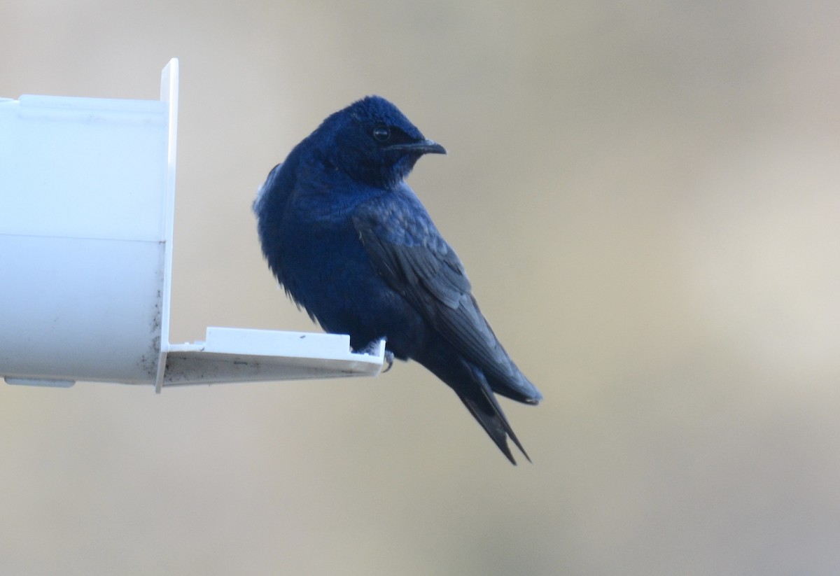 Purple Martin - Jax Nasimok