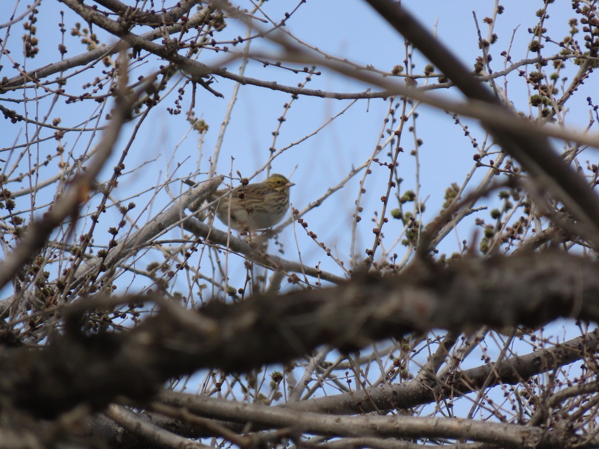 Savannah Sparrow - ML617809025