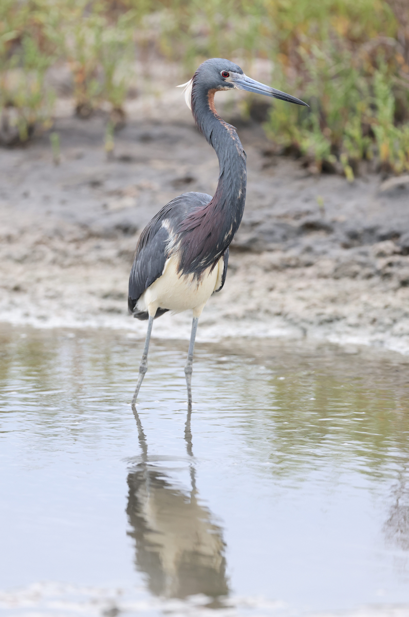 Tricolored Heron - ML617809043