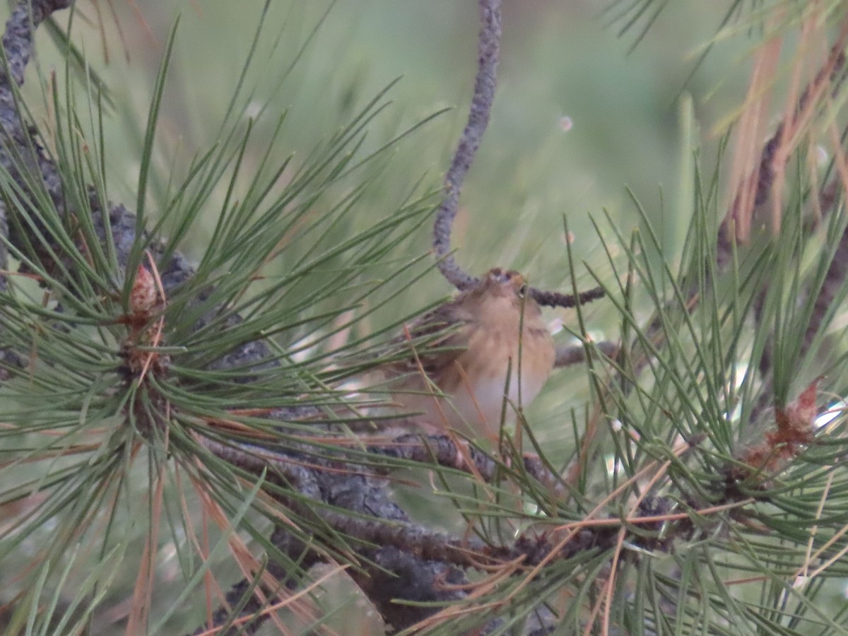 Grasshopper Sparrow - Scott Shaum