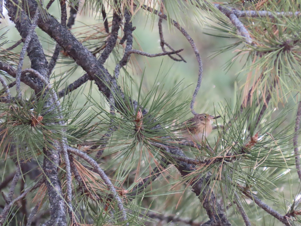 Grasshopper Sparrow - Scott Shaum