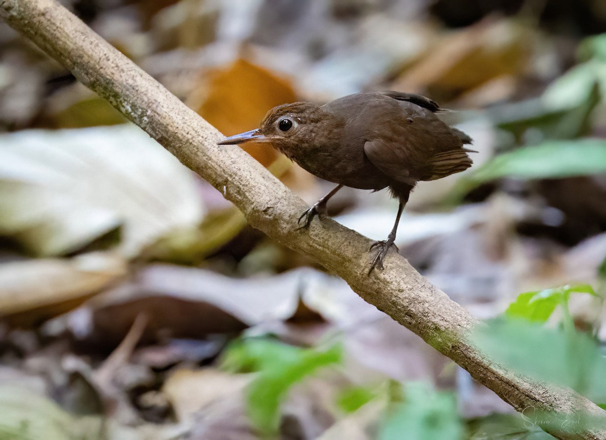 Scaly-throated Leaftosser - ML617809058