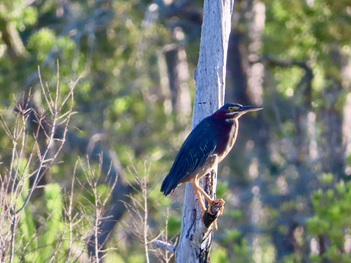 Green Heron - ML617809089