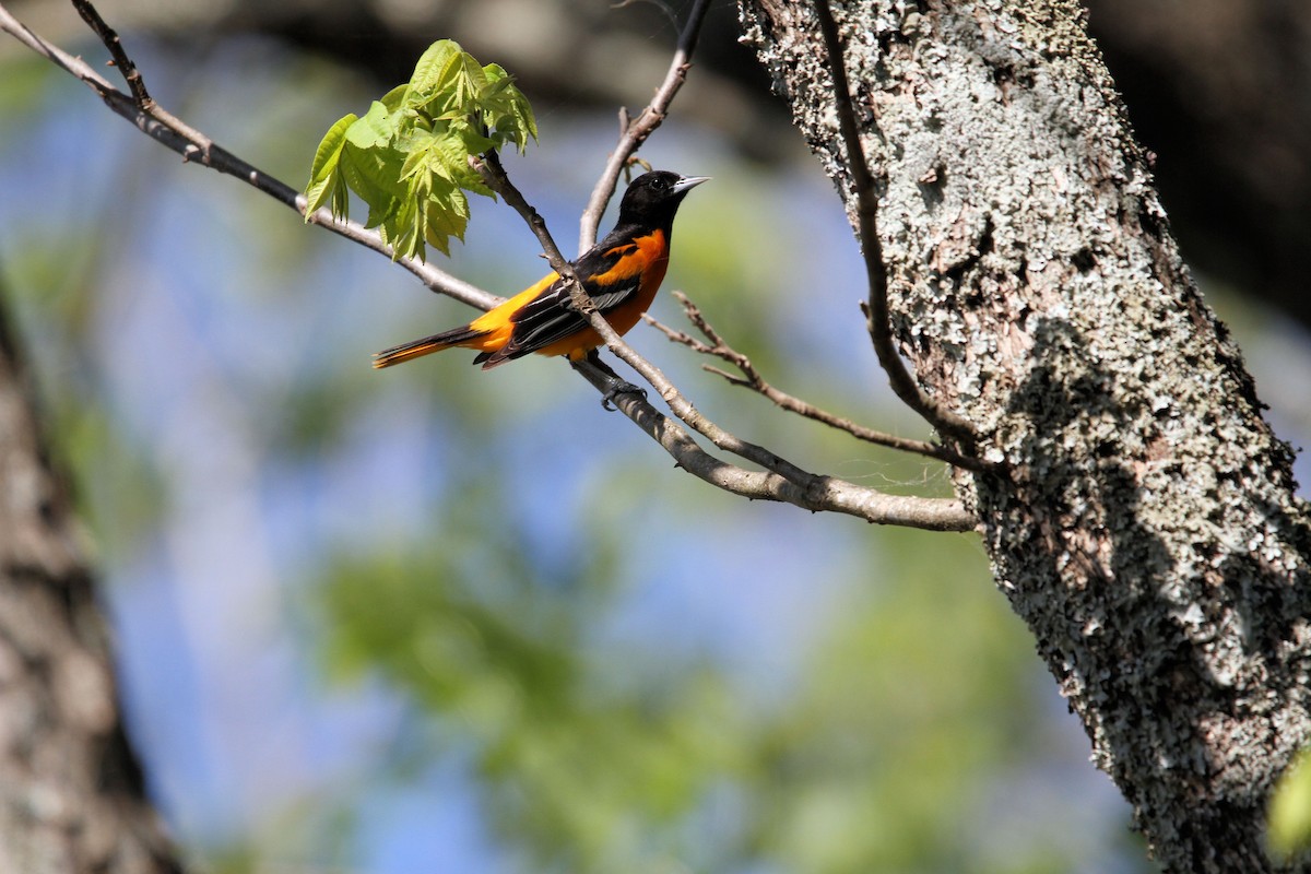 Baltimore Oriole - Tim Tyler Sr