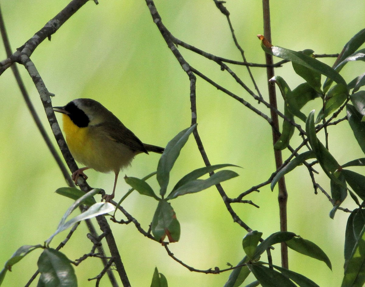 Common Yellowthroat - Tim Tyler Sr