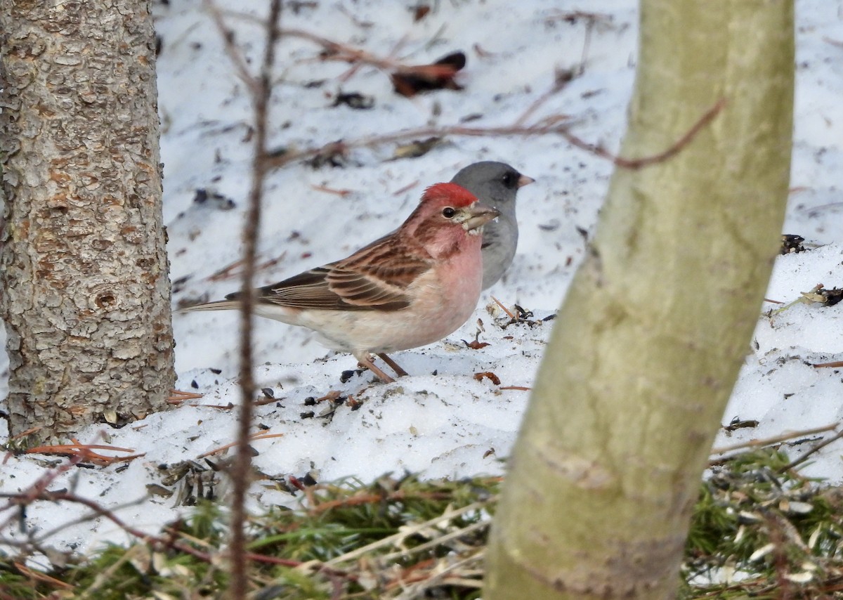 Cassin's Finch - ML617809144