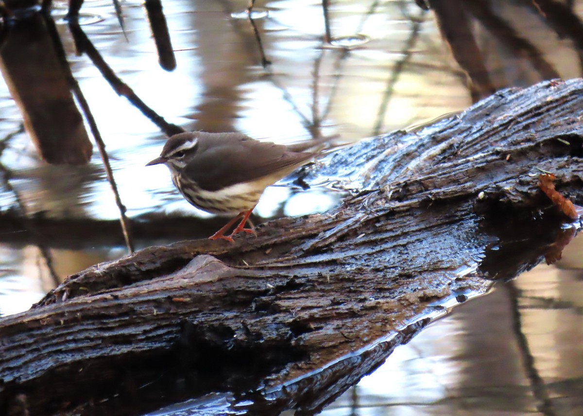 Louisiana Waterthrush - ML617809198