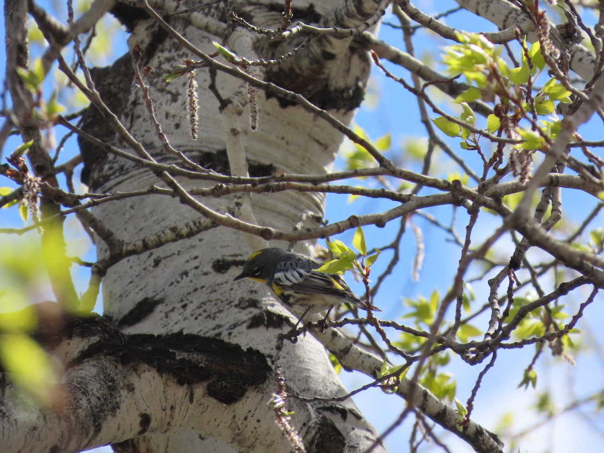 Yellow-rumped Warbler - ML617809206