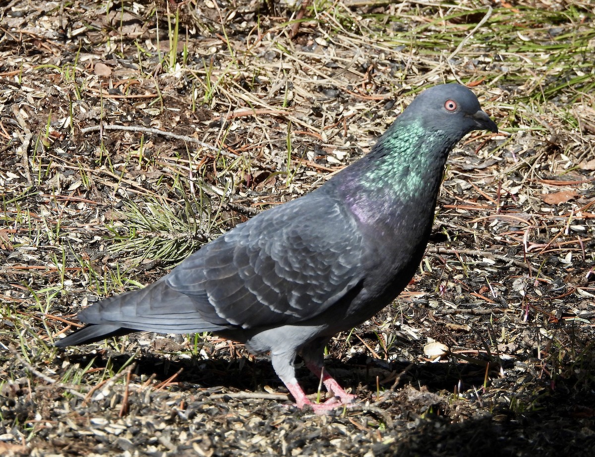Rock Pigeon (Feral Pigeon) - ML617809247