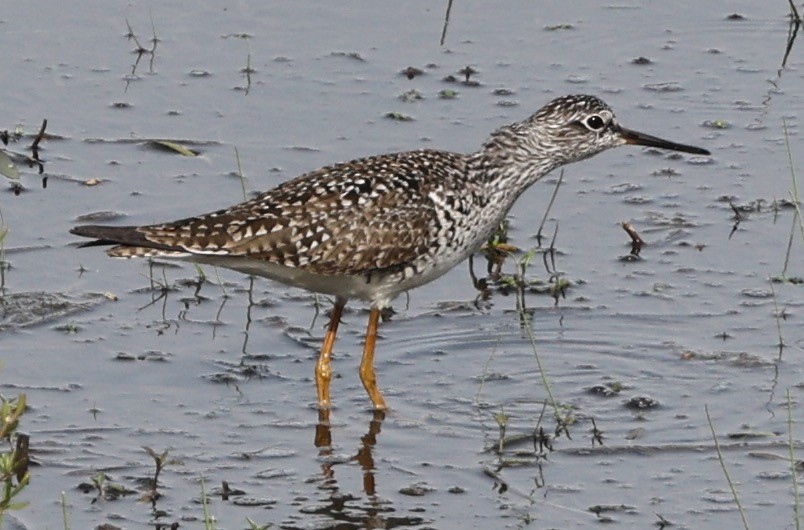 Lesser Yellowlegs - ML617809285