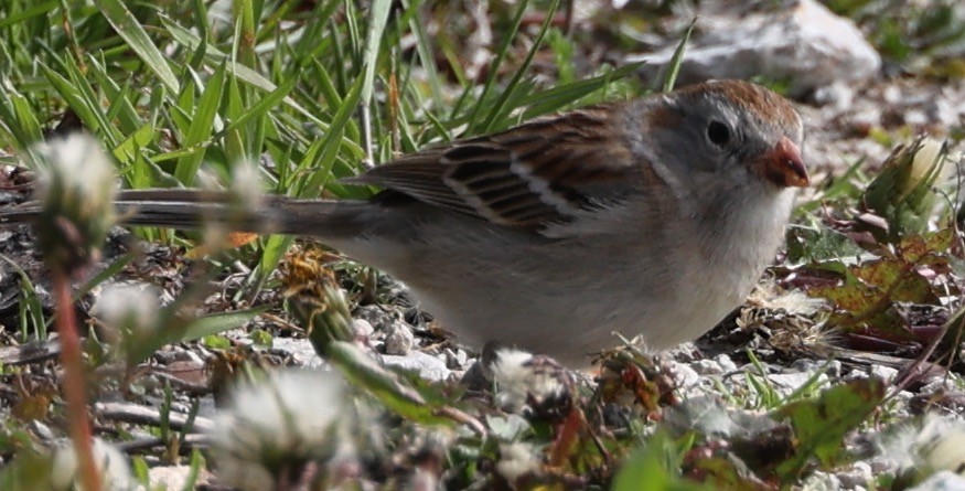 Field Sparrow - ML617809307