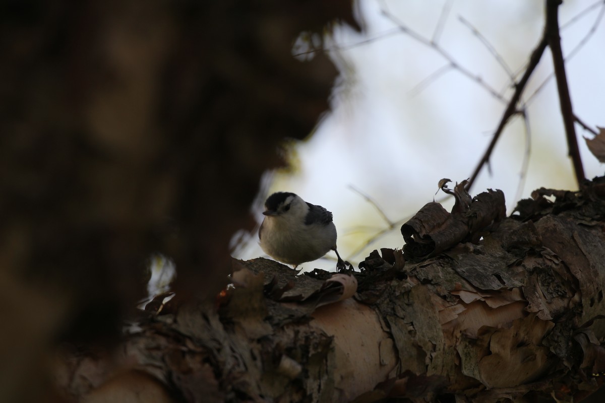 Sittelle à poitrine blanche (carolinensis) - ML617809317