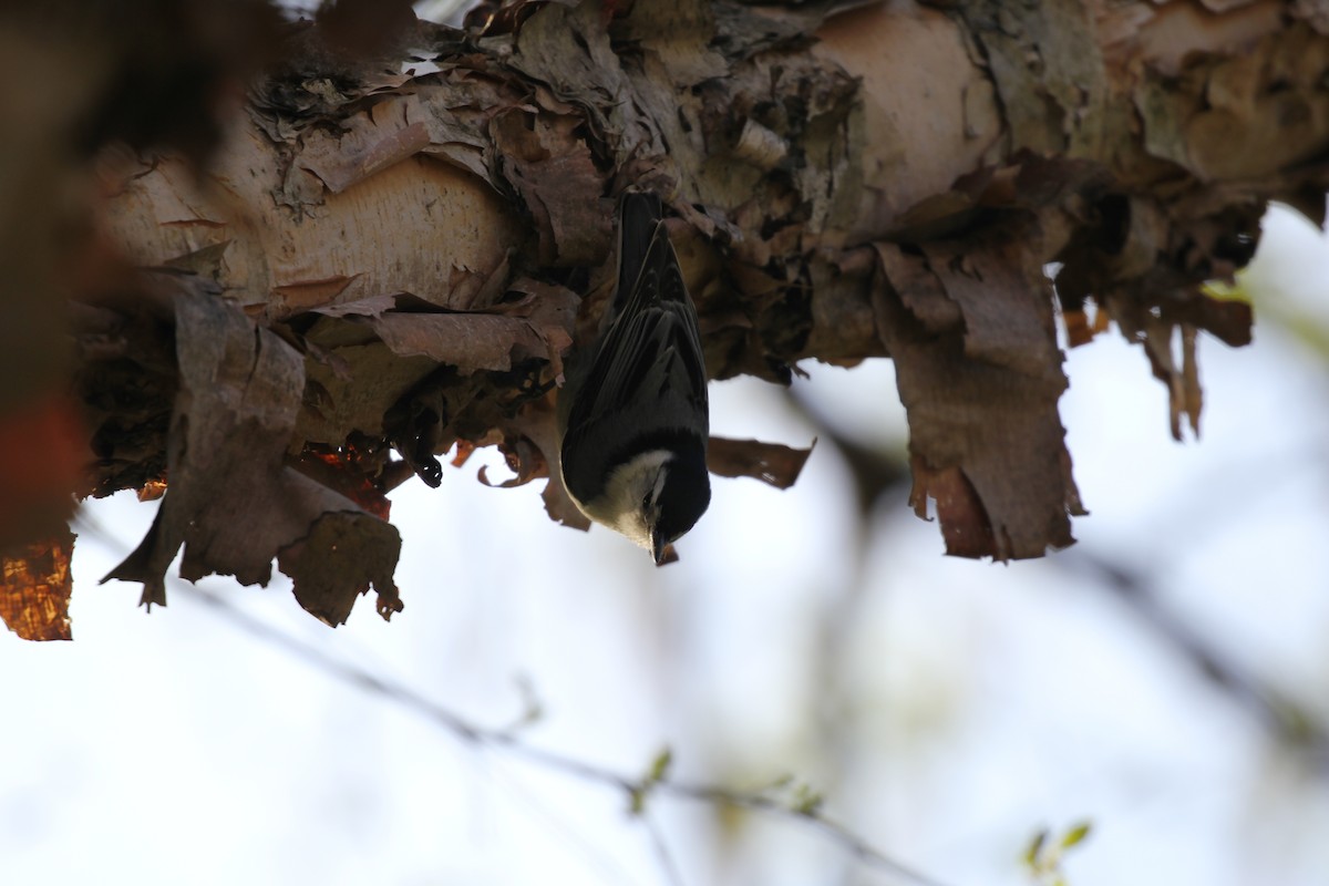 White-breasted Nuthatch (Eastern) - ML617809318