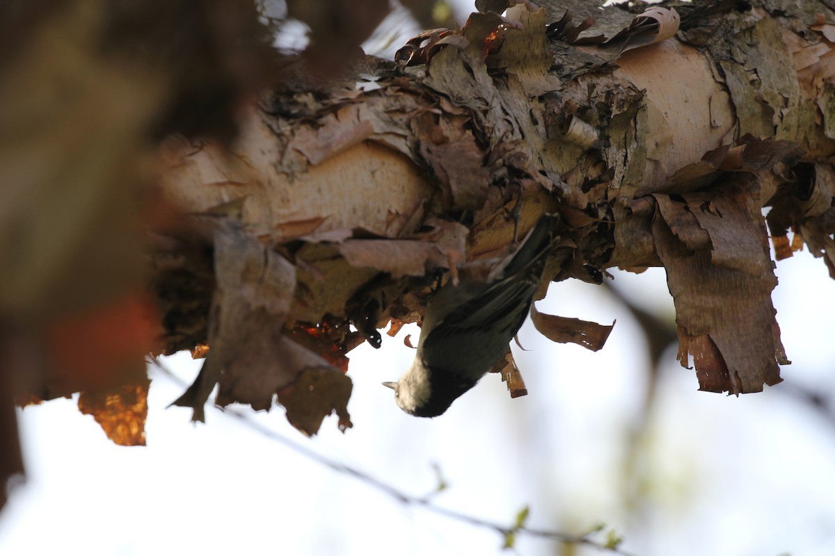 White-breasted Nuthatch (Eastern) - ML617809319