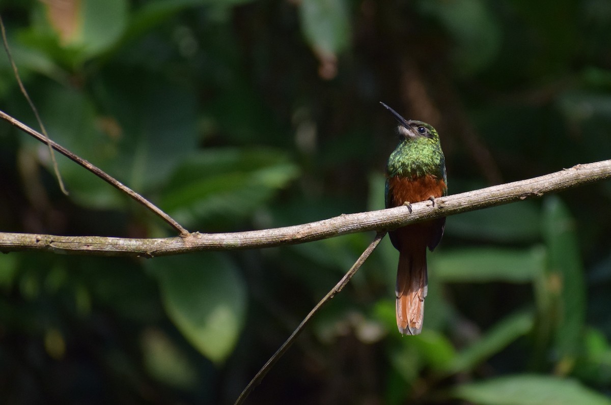 White-chinned Jacamar - Neil Gilbert