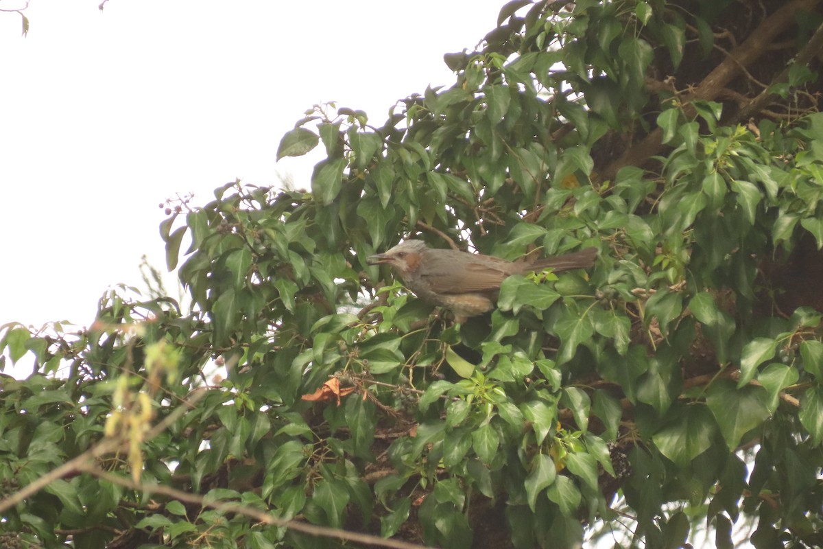 Brown-eared Bulbul - ML617809333