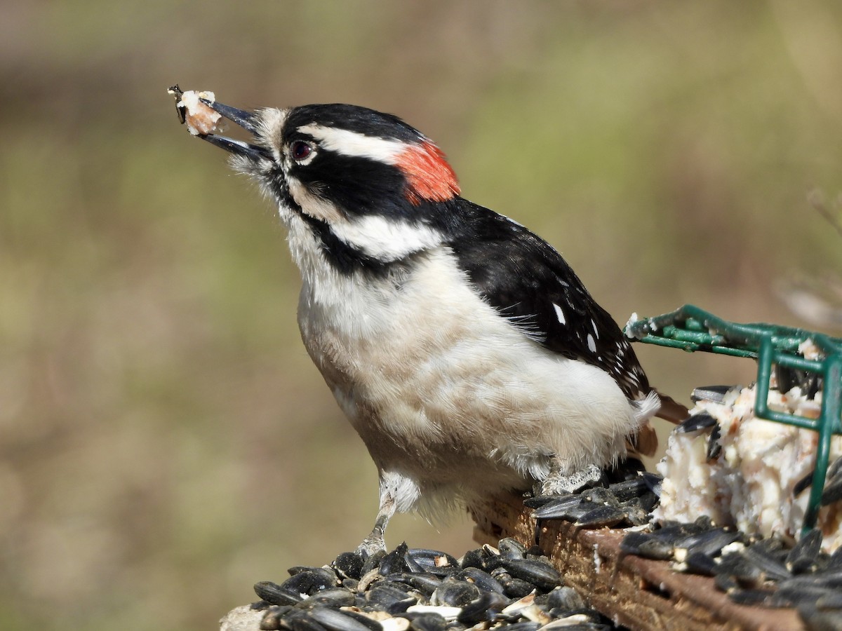 Downy Woodpecker (Rocky Mts.) - ML617809334