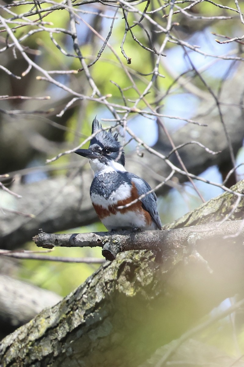 Belted Kingfisher - ML617809345