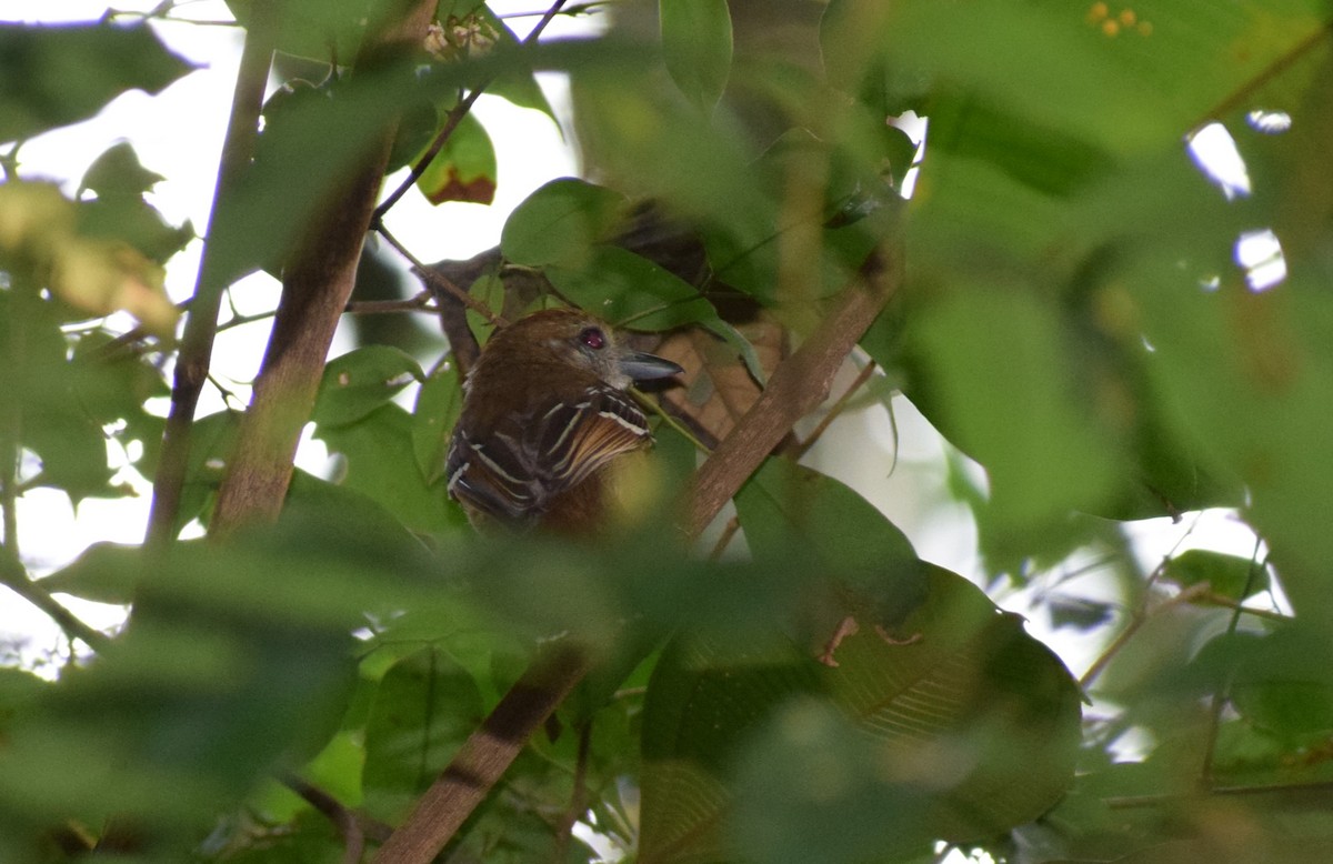 Northern Slaty-Antshrike - ML617809354