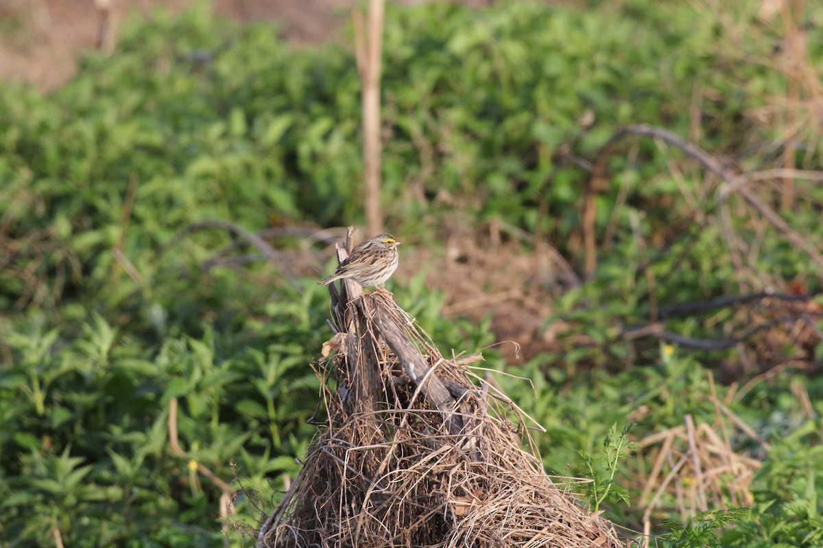 Savannah Sparrow (Savannah) - ML617809369