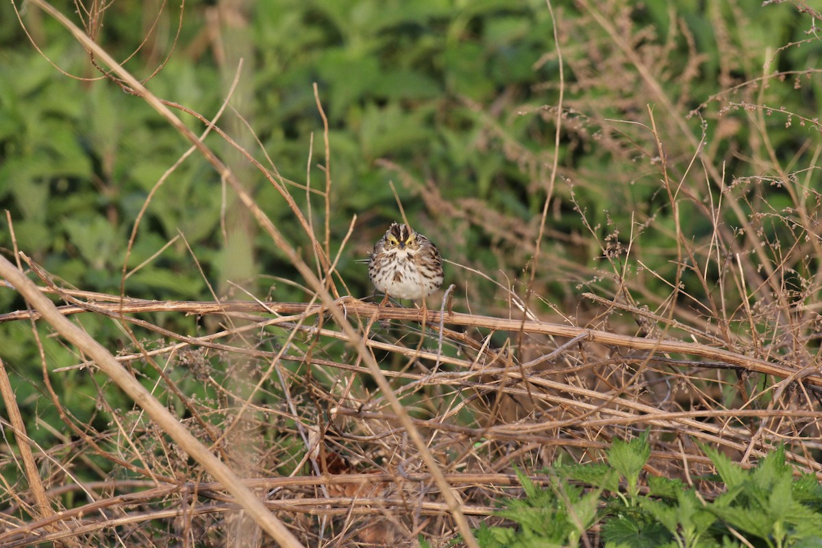 Savannah Sparrow (Savannah) - ML617809370