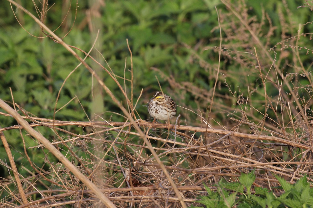 Savannah Sparrow (Savannah) - ML617809371