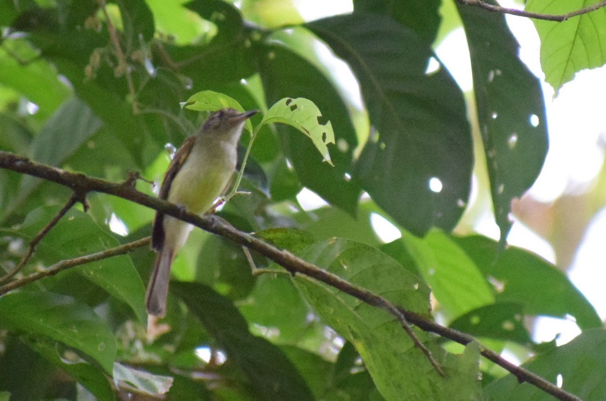 Sepia-capped Flycatcher - ML617809403