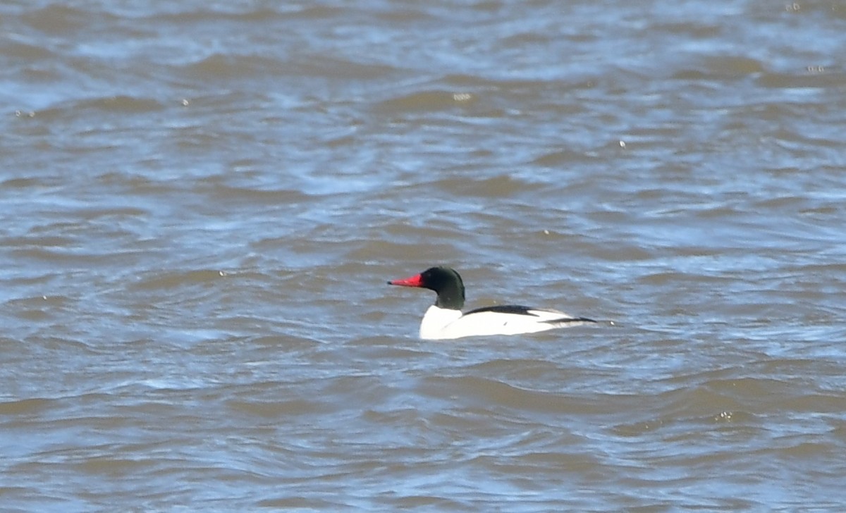 Common Merganser - ML617809414