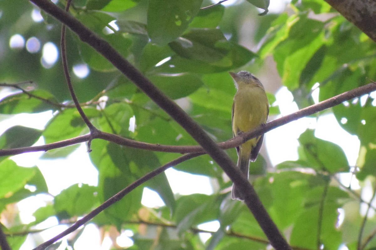 Yellow-olive Flatbill - Neil Gilbert