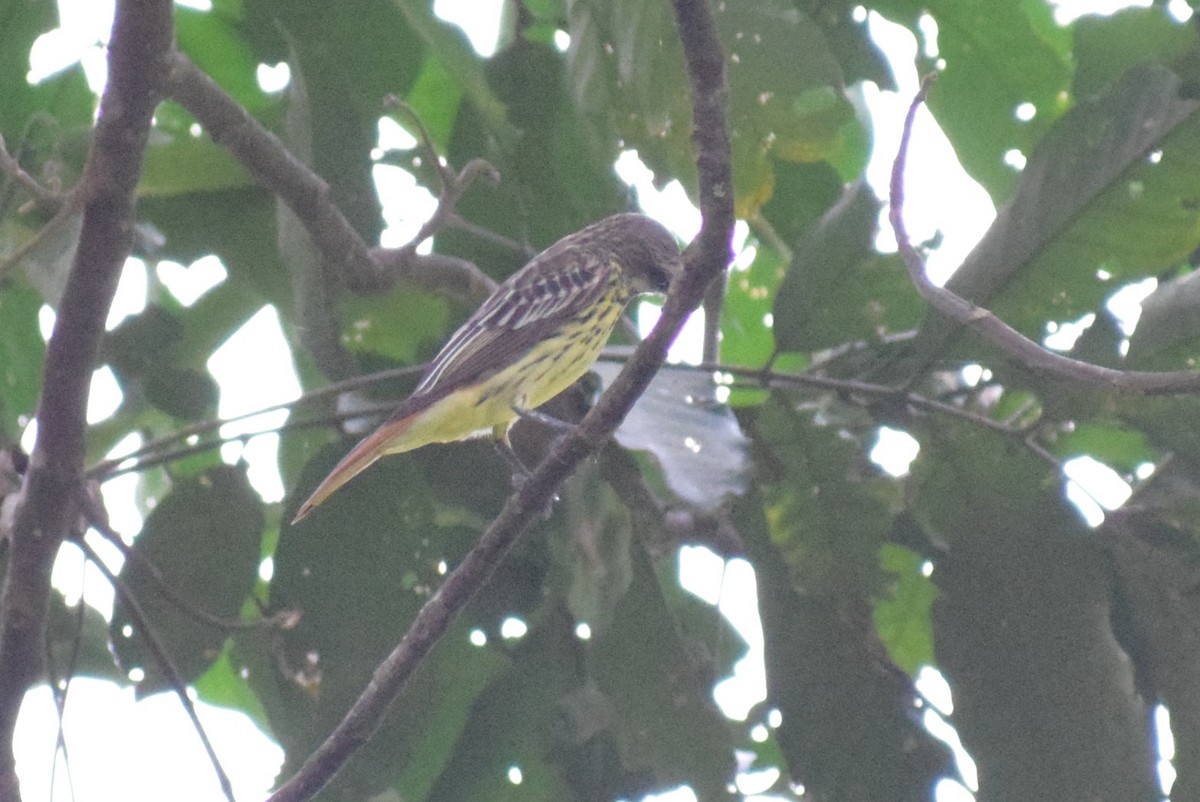 Sulphur-bellied Flycatcher - ML617809458