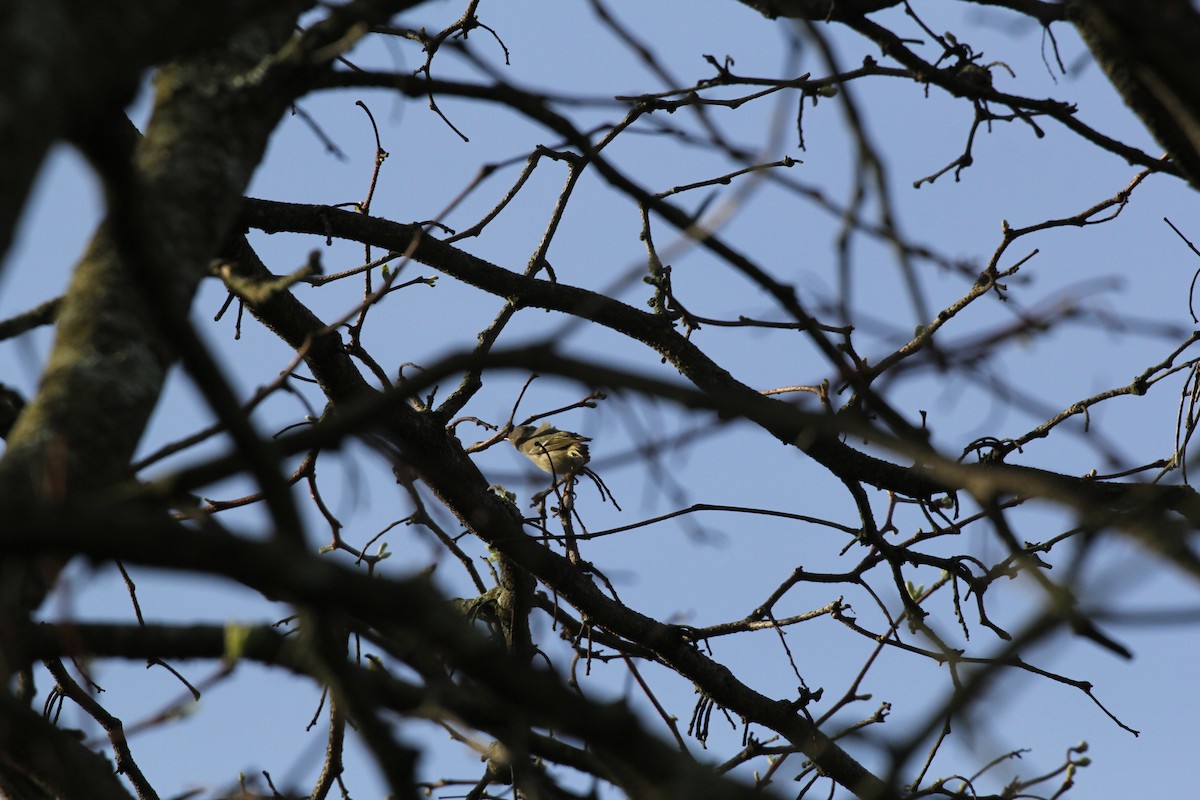 Ruby-crowned Kinglet - ML617809467