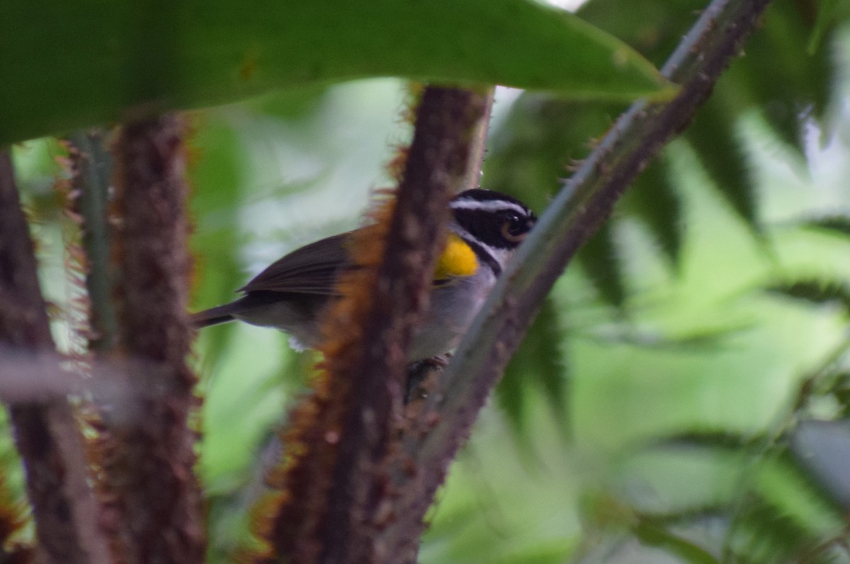 Pectoral Sparrow - Neil Gilbert