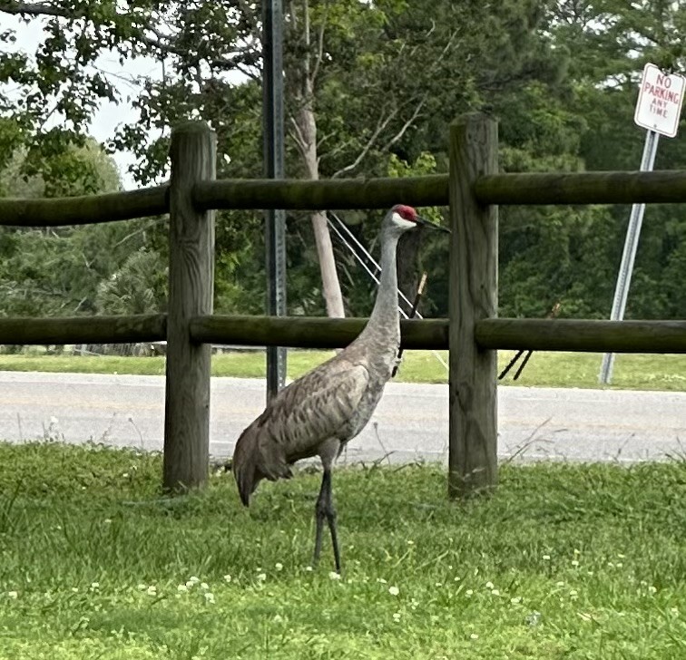 Sandhill Crane - ML617809584