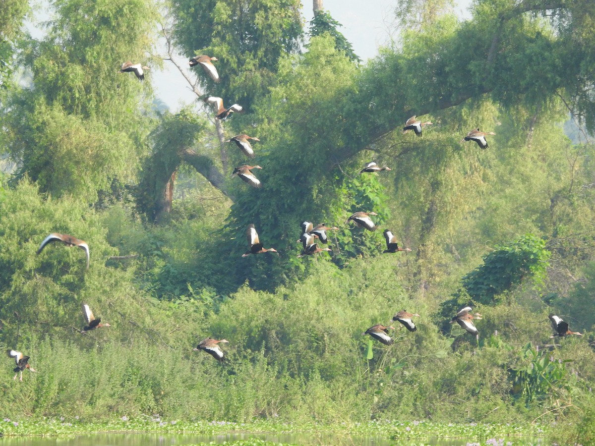 Black-bellied Whistling-Duck - ML617809604