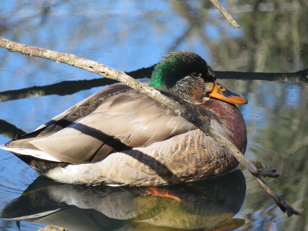 Mallard - ML617809609