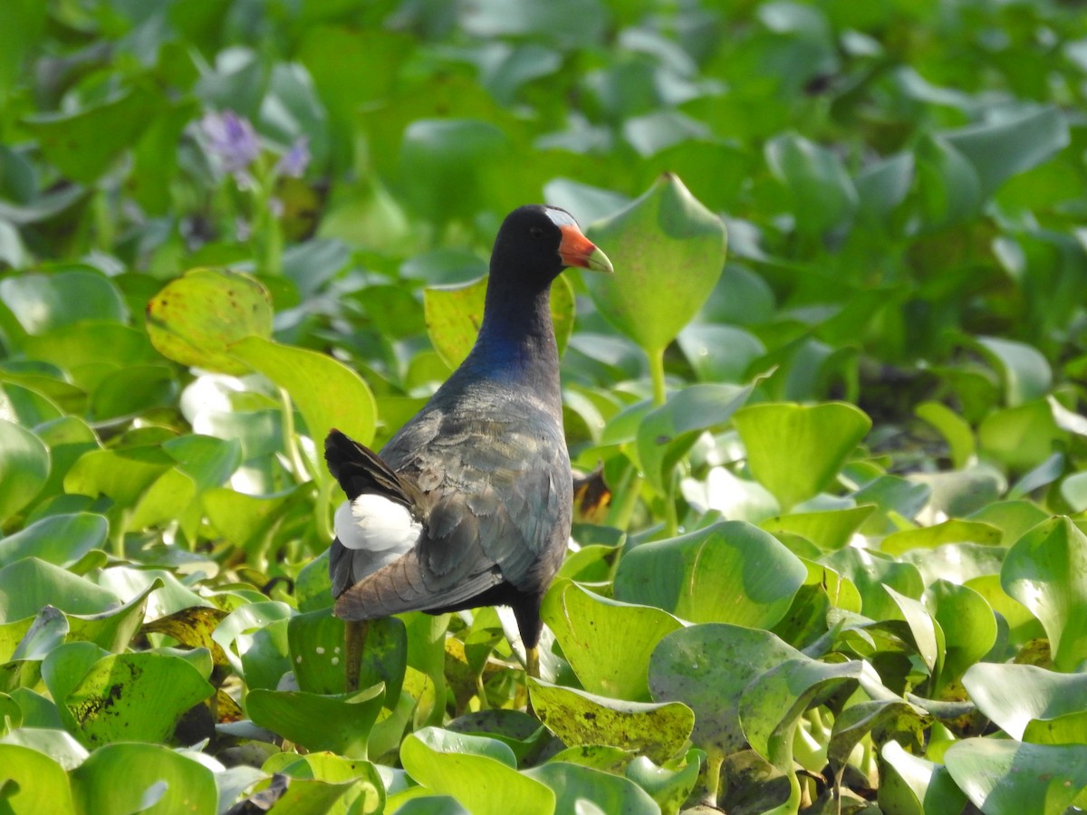 Common Gallinule - ML617809636