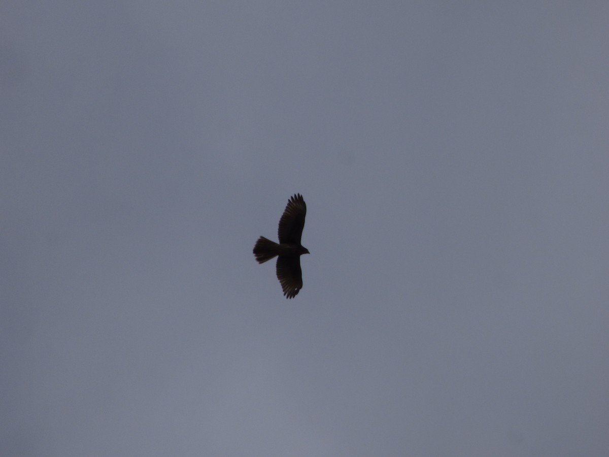 Harris's Hawk (Bay-winged) - ML617809639