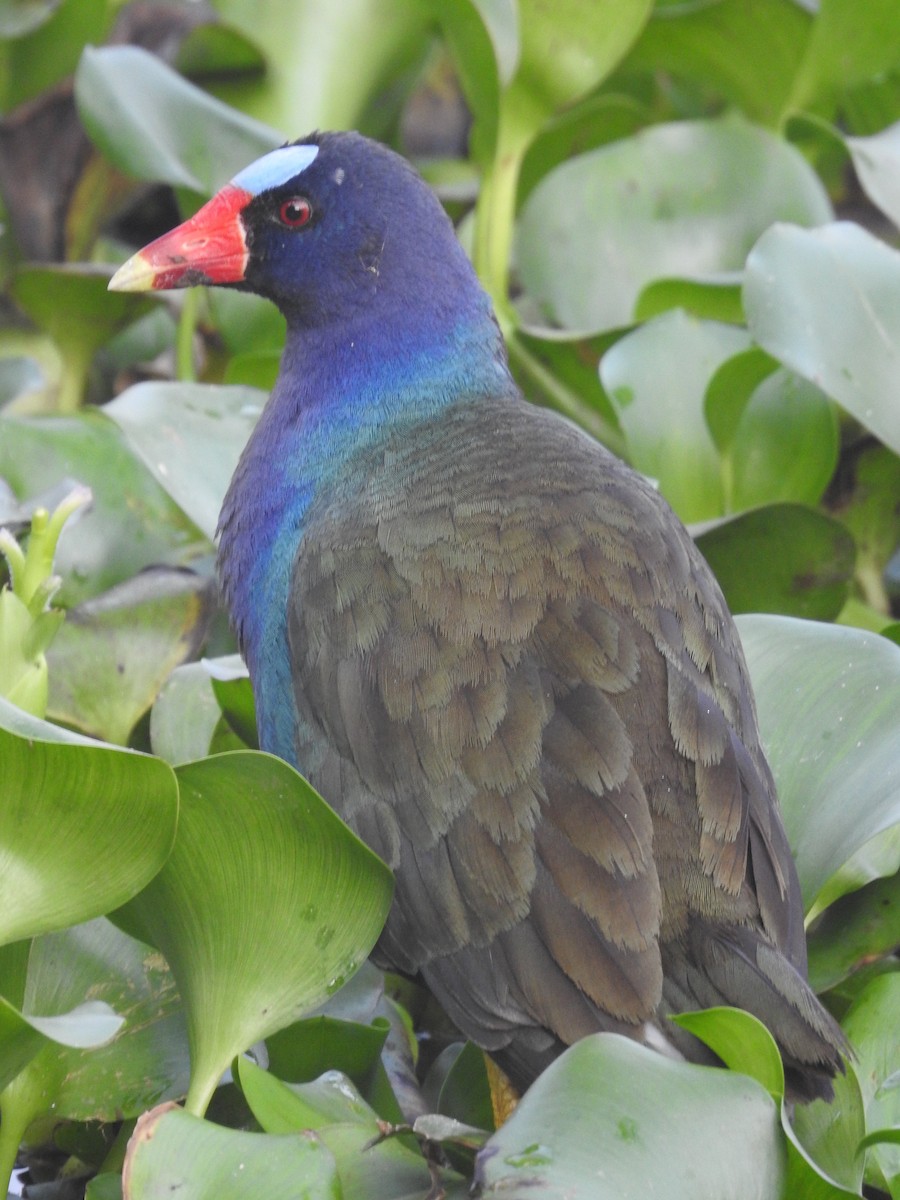 Purple Gallinule - ML617809649