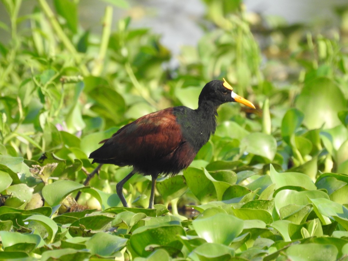 Jacana Centroamericana - ML617809655